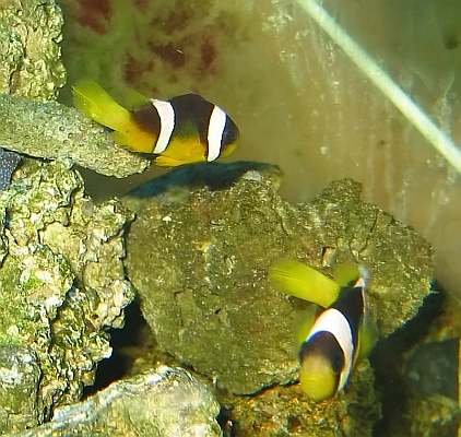 Amphiprion polymnus