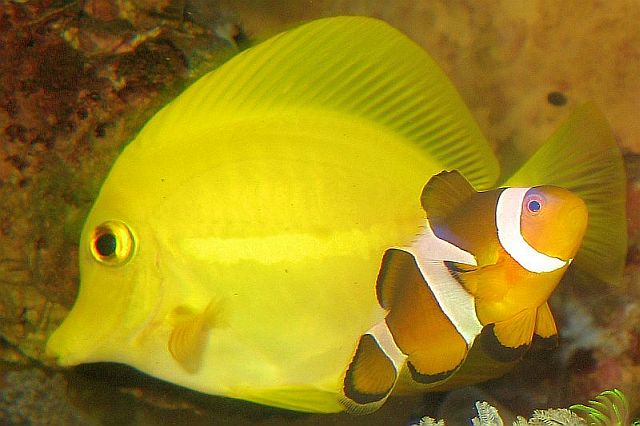 Amphiprion ocellaris