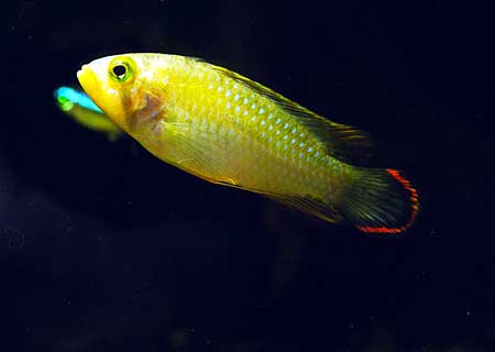 Samiec Apistogramma pandurini