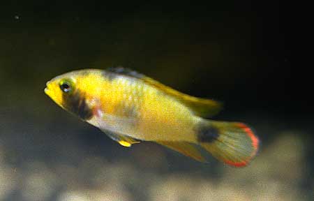 Samica Apistogramma pandurini