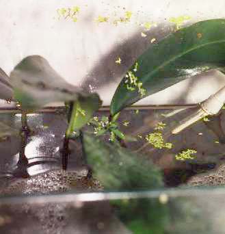 Anubias sp.