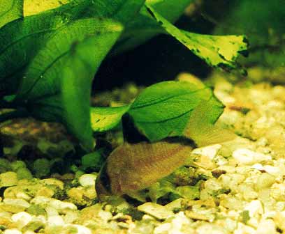 Corydoras metae zdjty u ukasza Kuchty