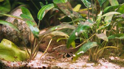 Cryptocoryne affinis