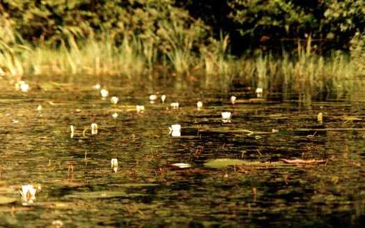 Nuphar alba