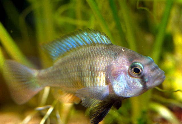 Haplochromis sp.