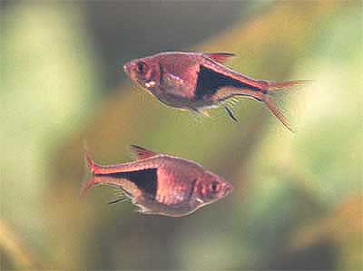 Razbora klinowa Trigonostigma heteromorpha syn. Rasbora heteromorpha