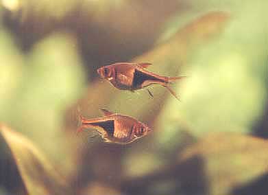 Razbora klinowa Trigonostigma heteromorpha syn. Rasbora heteromorpha