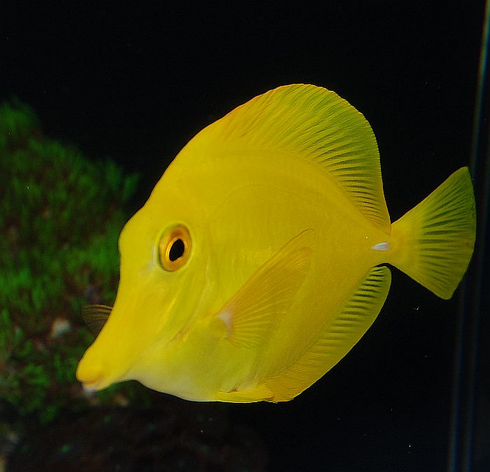 Zebrasoma flavescens